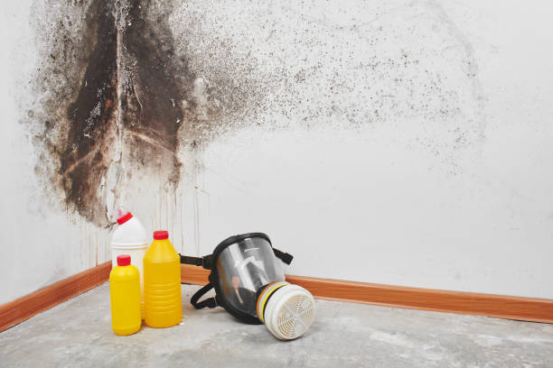 Best Mold Damage Repair  in English Creek, NJ