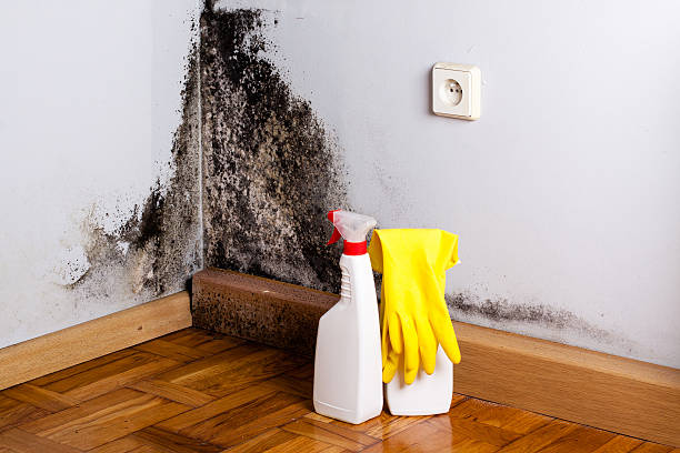 Best Fast Mold Removal  in English Creek, NJ