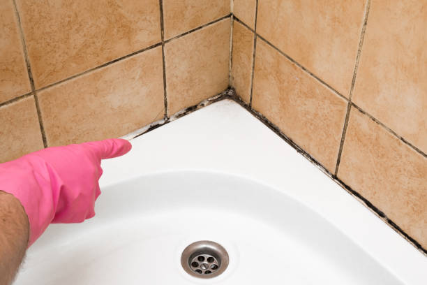 Best Mold Removal Specialists  in English Creek, NJ
